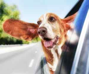 Funny basset hound picture at basset hound hanging his head out the window with sears flopping in the wind of a car