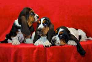 Three adorable basset hound puppies with a red background