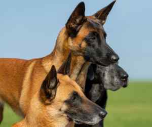 Trio of belgian malinois dogs