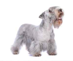 Cesky terriers: the charming and versatile czech breed
