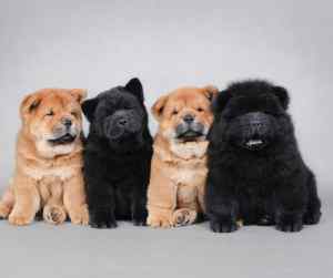 Chow chow dog breed information - all about chow chows