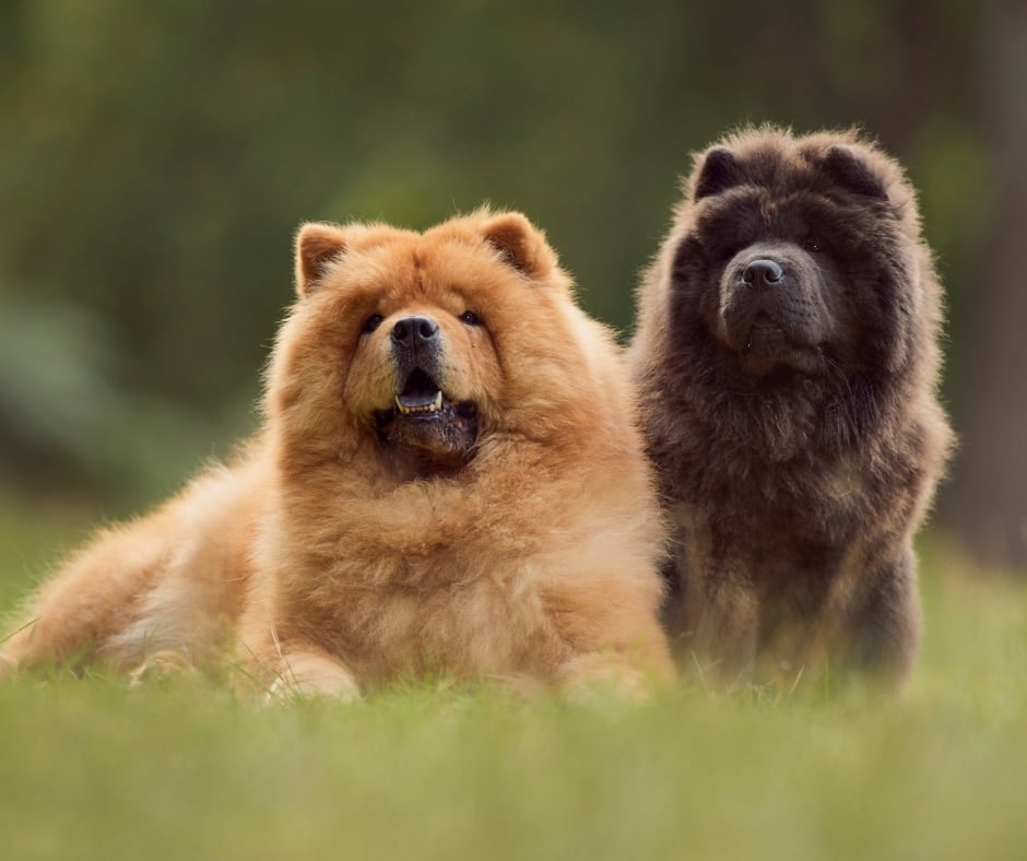 Chow Chow Dogs
