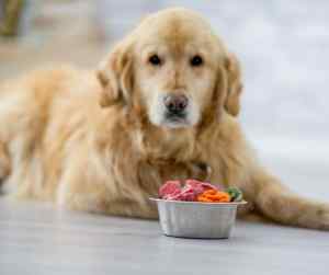 A golden retriever posed in front of a dish of fresh, healthy food