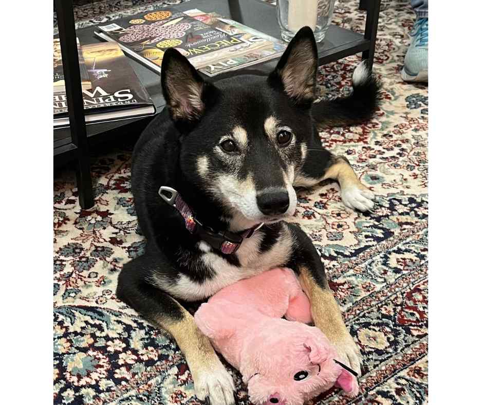Cute adoptable shiba inu with his cherished pink stuffie toy