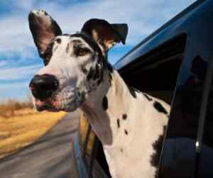 Great dane with head out car window