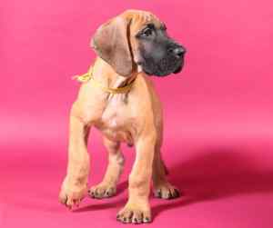 A very cute great dane puppy on a pink background.