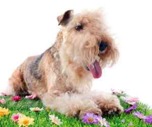 Lakelnd terrier dog