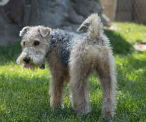 Photo of a lakeland terrier