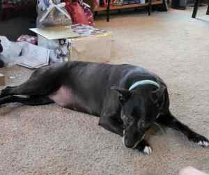 Senior labrador retriever dog for adoption in portland troutsdale oregon