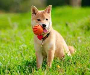 Shiba inu puppy at play