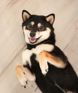 Shiba inu dog breed, on of the most popular japanese dog breeds