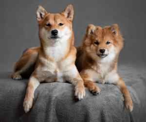 Shiba inu dogs