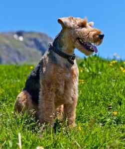 Welsh terriers