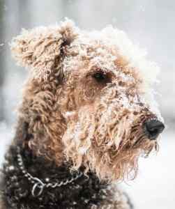 Welsh terrier photo (6)