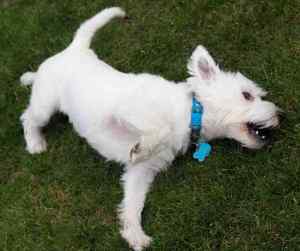 West highland white terrier westie picture