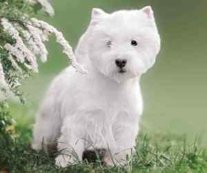 West highland white terriers
