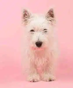 West highland white terrier westie picture