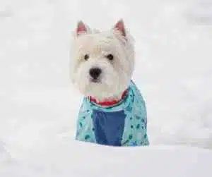 West highland white terrier westie picture