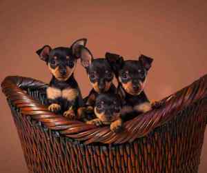 Miniature pinschers – all about miniature pinscher dogs