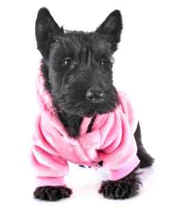 A girl scottie pup dressed in a pink shirt