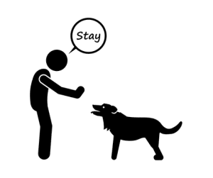 Dog stay command