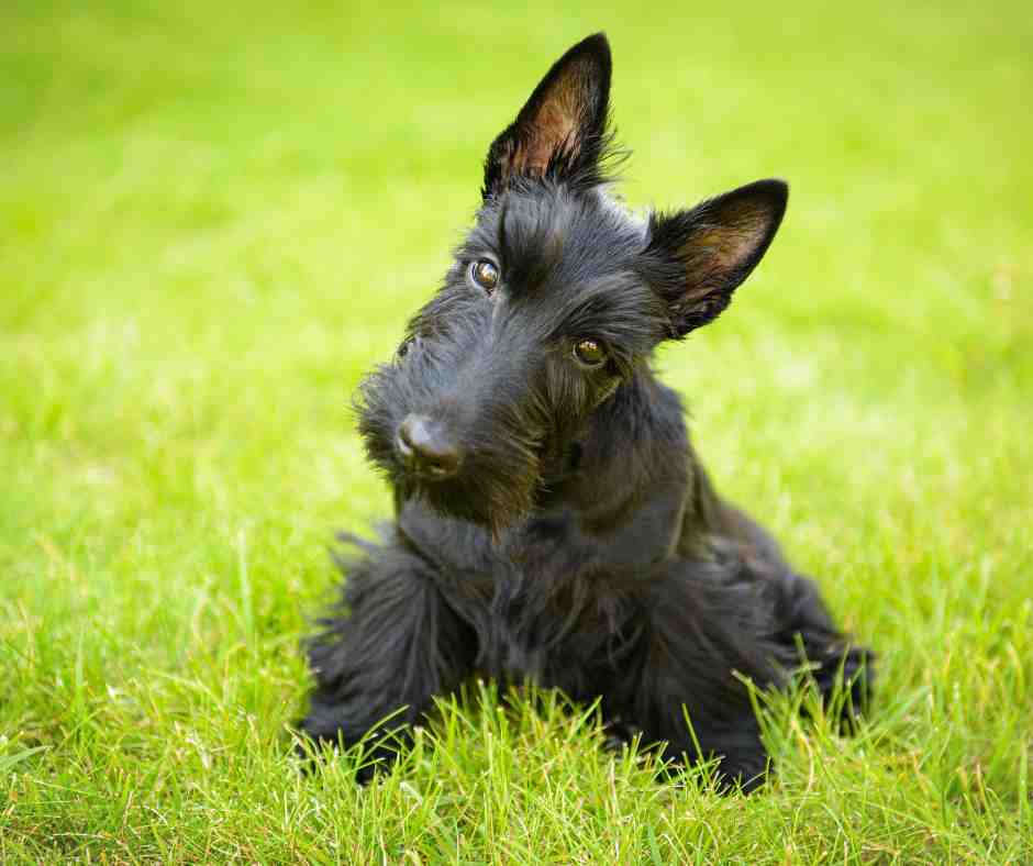 a scottish terrier dog lying in grass