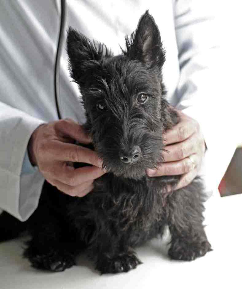 Scottish Terrier being examined by a veterinarian