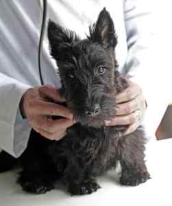 Scottish terrier dog breed guide - all about scotties
