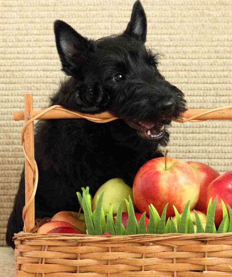 Scottish terrier nutrition image shows dog eating apples basket
