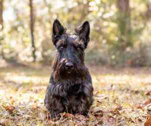 A boy scottish terrier puppy playing in atumn leaves