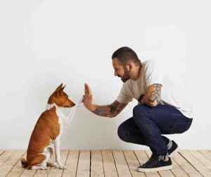 Photo of a man training his dog in basic obedience