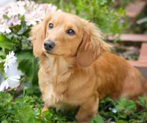 Pretty longhaired dachshund