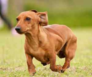 Miniature dachshund out getting some exercise
