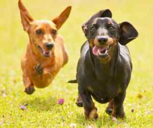 Cute pair of dachshunds running