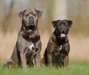 Cane corso dogs