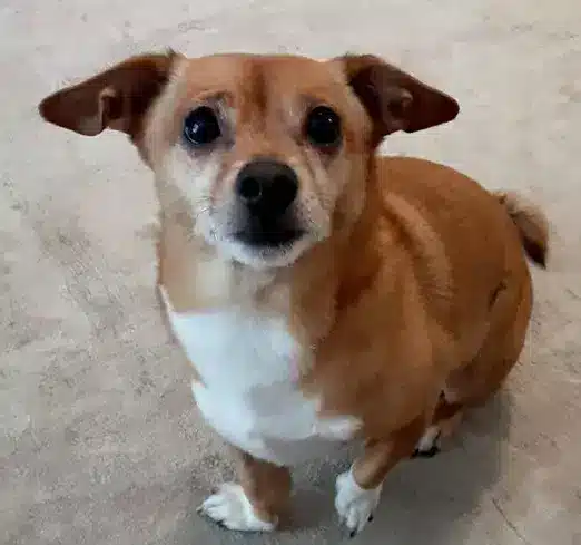 Cute cheeks dog