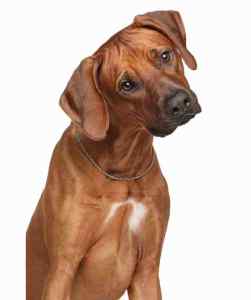 A rhodesian ridgeback dog with a white chest