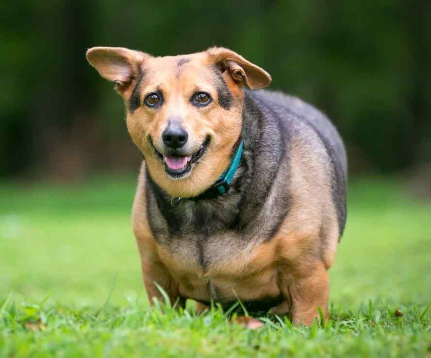 Fat dog with cushing's disease