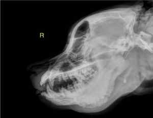 Image of an x-ray of a dog suffering from craniomandibular osteopathy