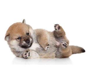 A roly poly Shiba Inu puppy has rolled onto his side.