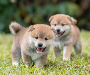 Adorable shiba inu puppies outdoors playing