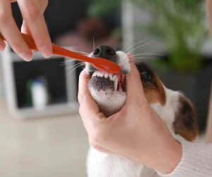 How to brush your dog's teeth: a step-by-step guide