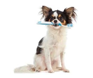 How to brush your dog's teeth: a step-by-step guide