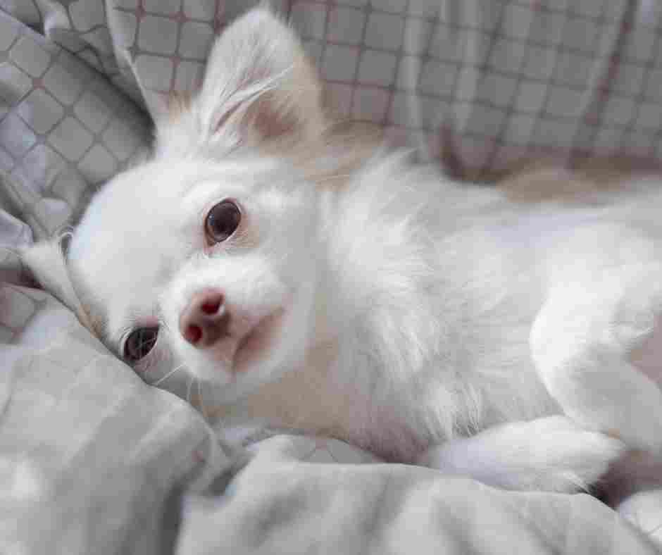 Cute white longhaired Chihuahua cudding on a bed.