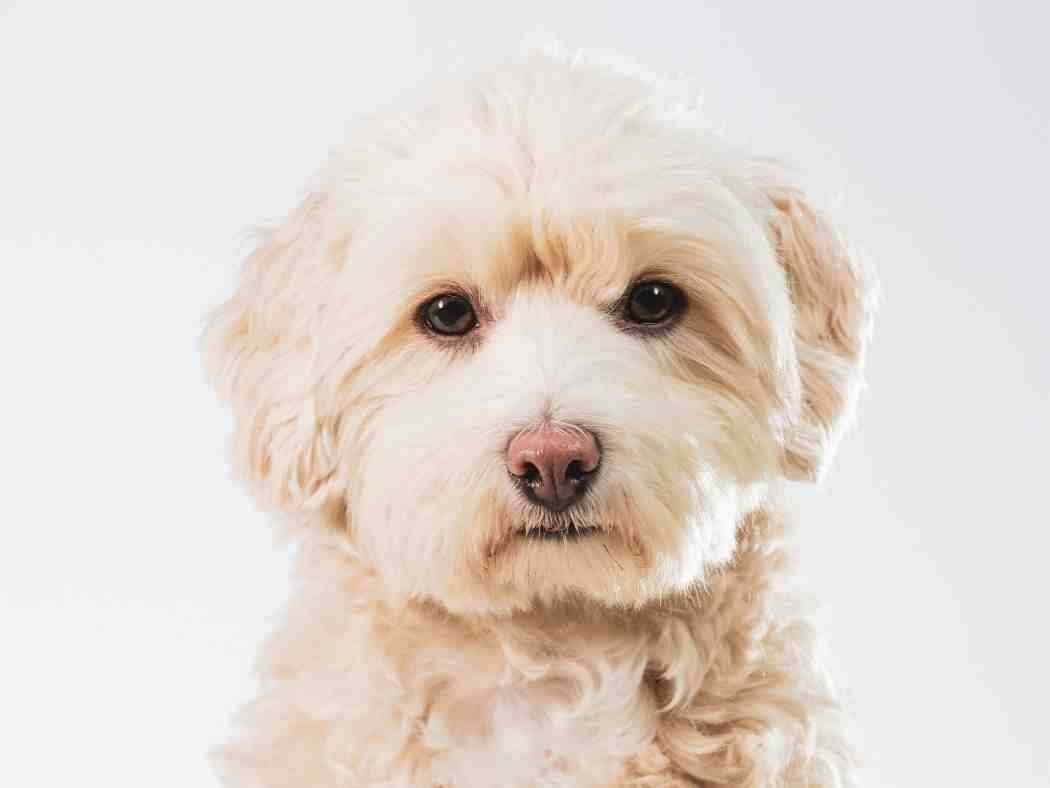 Cute Maltipoo Puppy