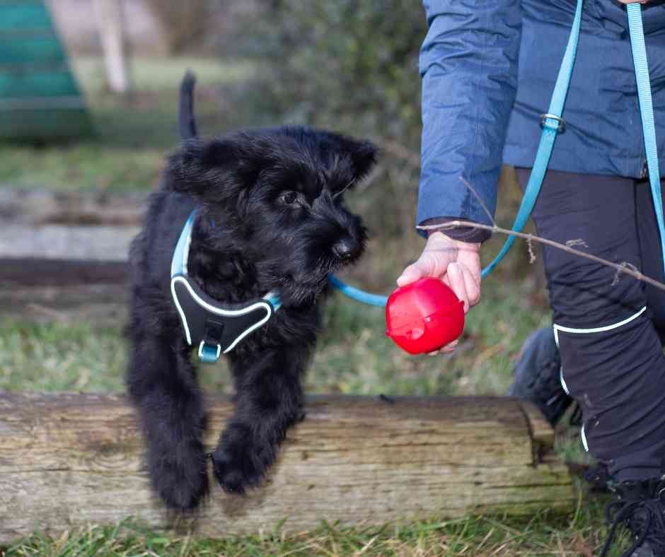 Giant Schnauzer puppy and owner out on a walk