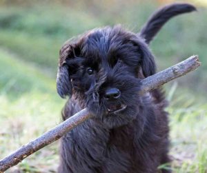 Giant Schnauzer puppy carrying a stick