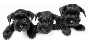 giant schnauzer puppies photo