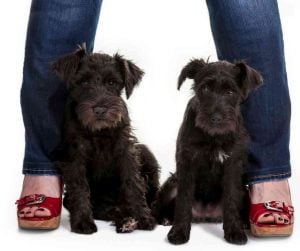 pair of giant schnauzer puppies