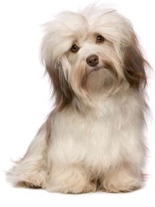 Havanese dog 8